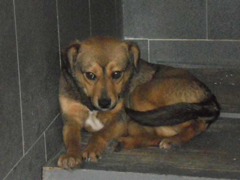 ***ADOTTATO***COOKIE piccolo meticcio spaventato... salviamolo dalla morte in perrera!