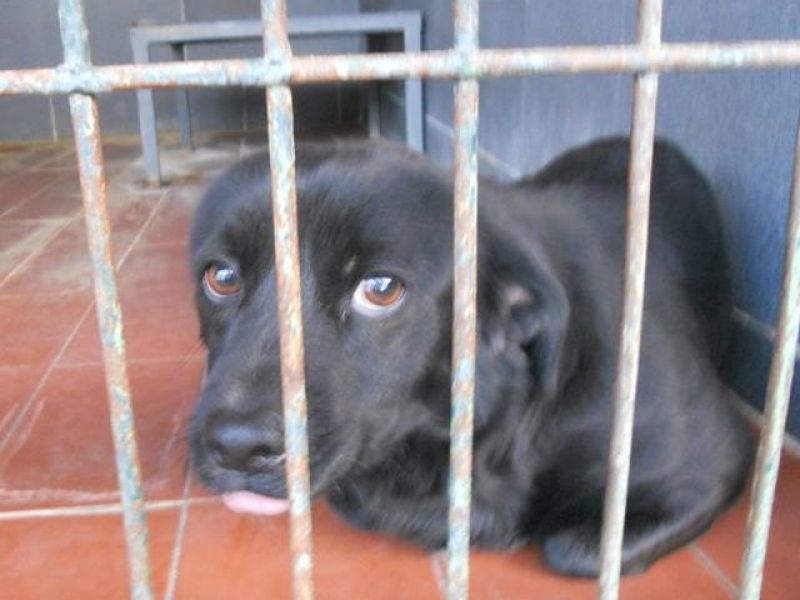 ***ADOTTATO***COFFEE piccolo meticcetto nero preso a calci e pugni... salviamolo da una sicura morte in perrera!