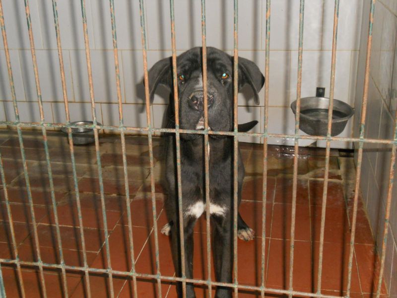 ADOTTATO! LEOPOLD stupendo incrocio shar pei salvato dalla perrera