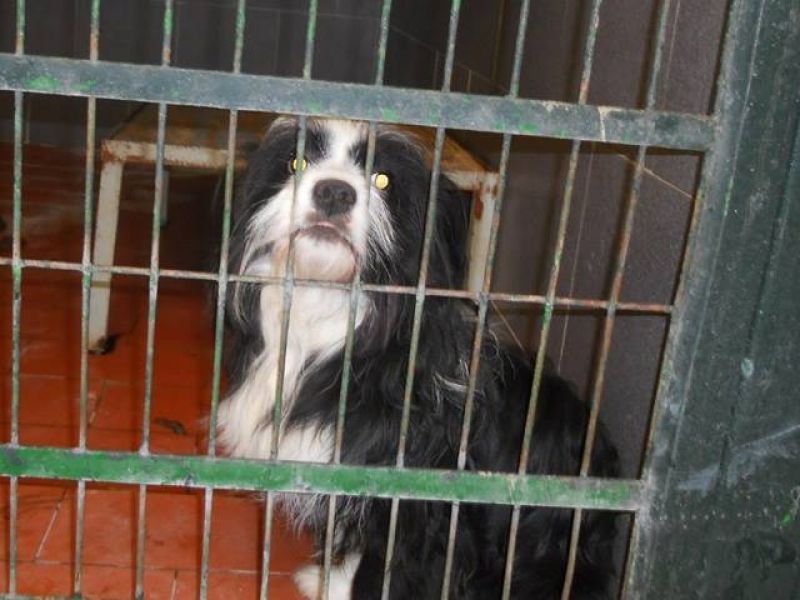 ***ADOTTATO/A***WAPI tenerissimo a pelosino a taglia piccola da salvare dalla morte in perrera!