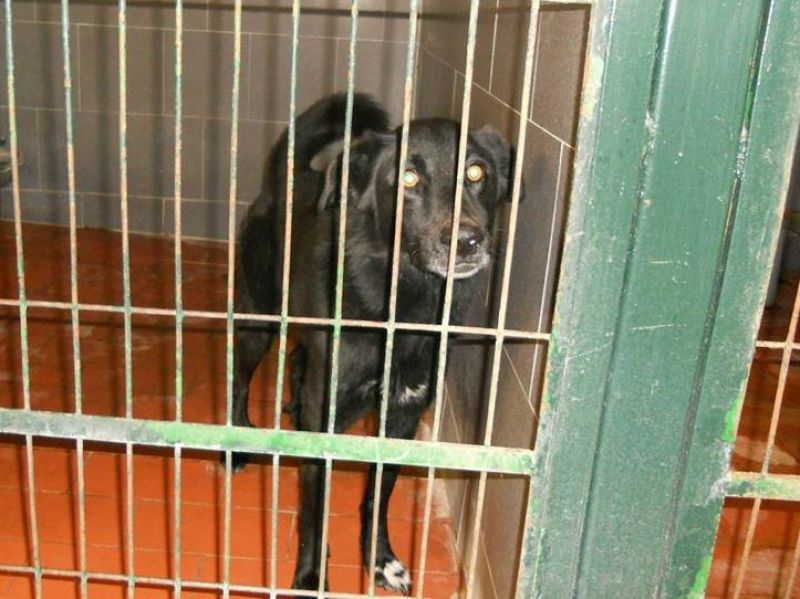 ADOTTATO! NONE in lista soppressione in perrera