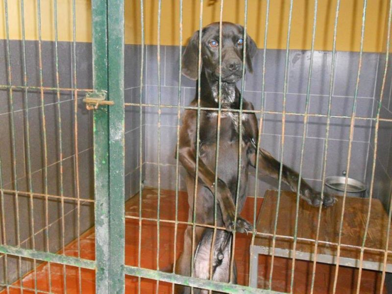 ***DECEDUTO***BORIS maschio segugio da salvare da una sicura morte in perrera!!!