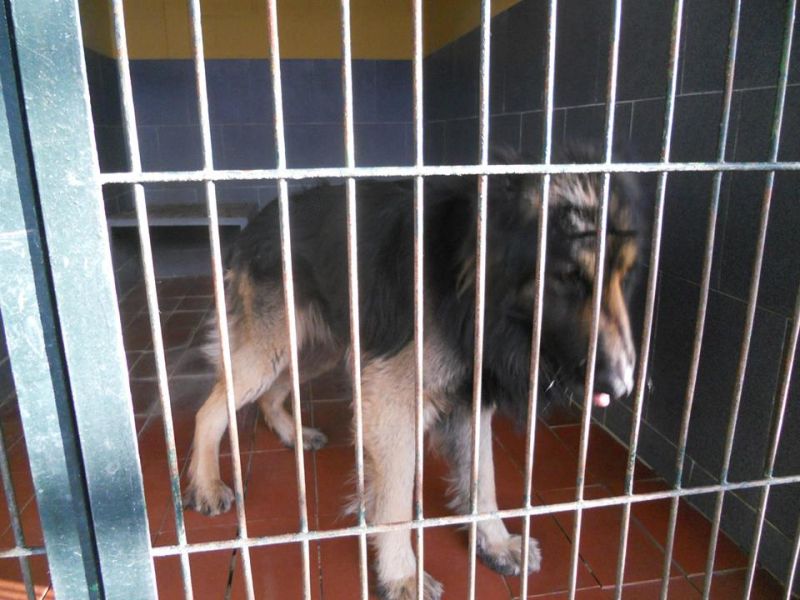 ADOTTATO! SANSONE pastore tedesco ormai rassegnato a morire in perrera... Salviamolo!