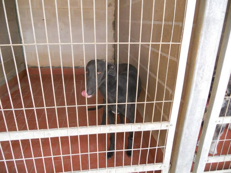 ***ADOTTATO***DIESEL bellissimo galgo nero da salvare dalla morte in perrera