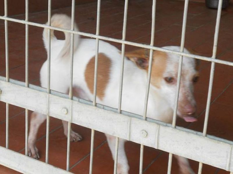 ***ADOTTATA***PERLA piccola e dolce meticcetta da salvare da morte certa in perrera!