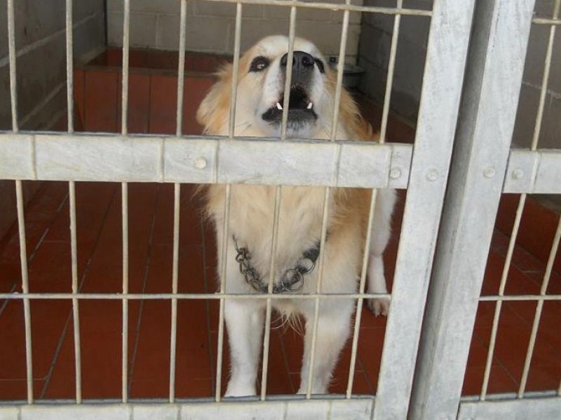 MIRO' piccolo meticcetto disperato, salviamolo dalla morte in perrera!