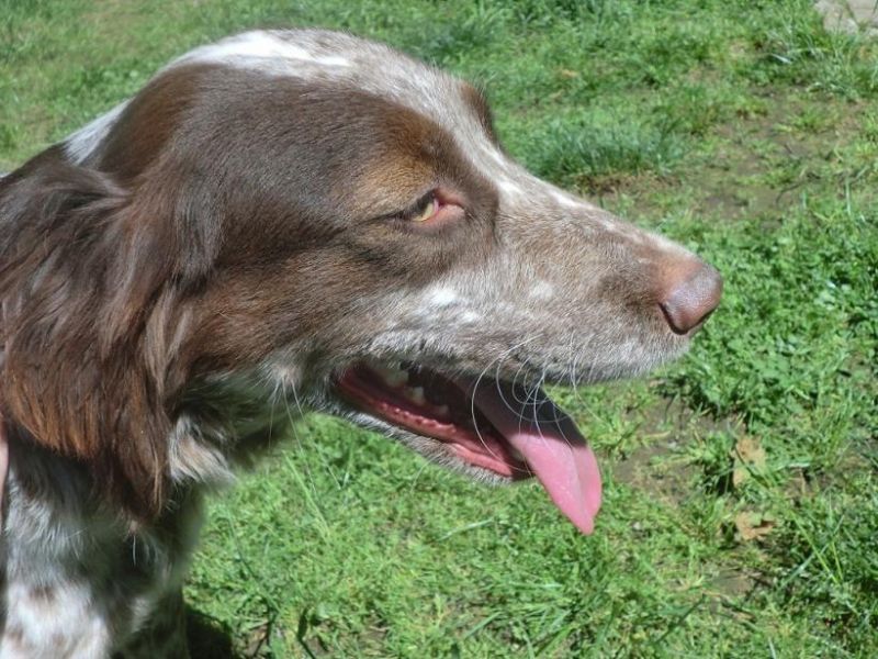 ADOTTATA! LUNA splendida bracchetta salvata dalla perrera