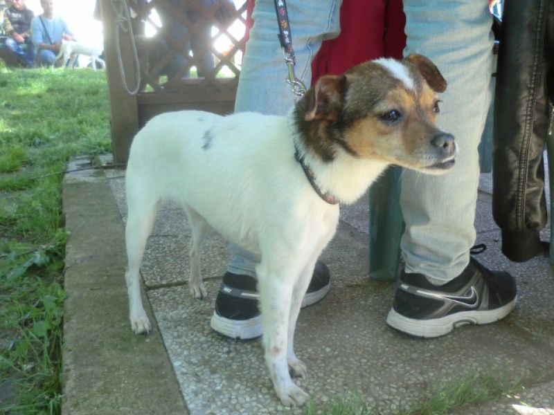 ADOTTATA! SWEET scricciolina dolcissima salvata dalla perrera