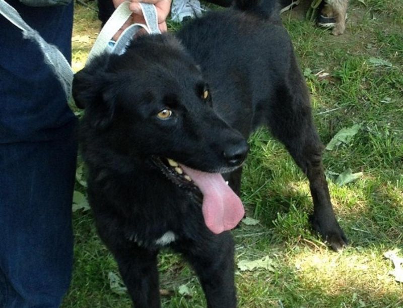 NONE splendido lupetto nero salvato dalla perrera