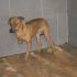 ADOTTATO! PACO piccolo simil pinscher da salvare dalla perrera