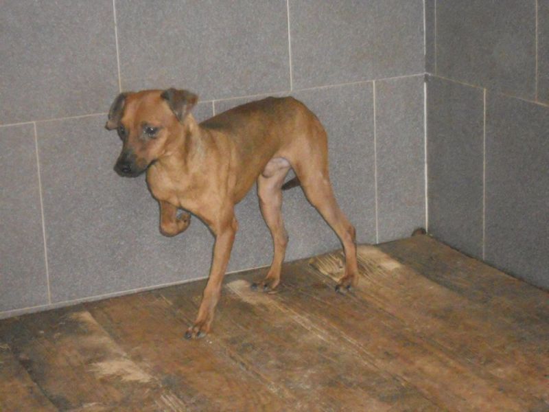 ADOTTATO! PACO piccolo simil pinscher da salvare dalla perrera