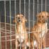 ADOTTATI! PALLINO e MEOLO piccoli cagnolini da salvare dalla perrera