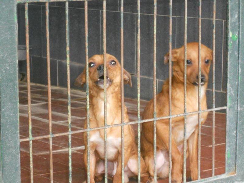 ADOTTATI! PALLINO e MEOLO piccoli cagnolini da salvare dalla perrera