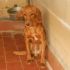 ADOTTATO! BIRILLO dolce cagnolino taglia medio-piccola da salvare dalla perrera