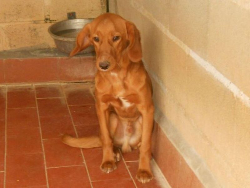 ADOTTATO! BIRILLO dolce cagnolino taglia medio-piccola da salvare dalla perrera