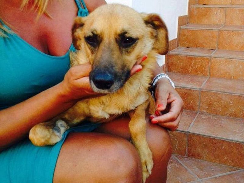 ADOTTATA! LUNA allegra e affettuosissima lupetta