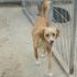 RISCATTATA DAL PROPRIETARIO! SAMBA dolce cagnolina da salvare dalla morte in perrera
