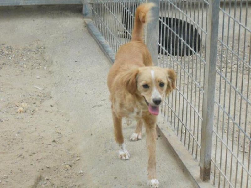 RISCATTATA DAL PROPRIETARIO! SAMBA dolce cagnolina da salvare dalla morte in perrera