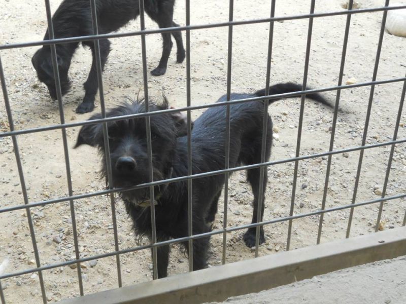 ADOTTATA! SHILA piccola spinoncina nera da salvare dalla morte in perrera