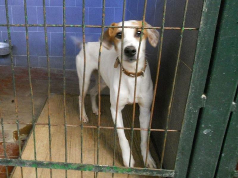 ADOTTATO! OTTAVO stupendo cagnolino da salvare dalla morte in perrera