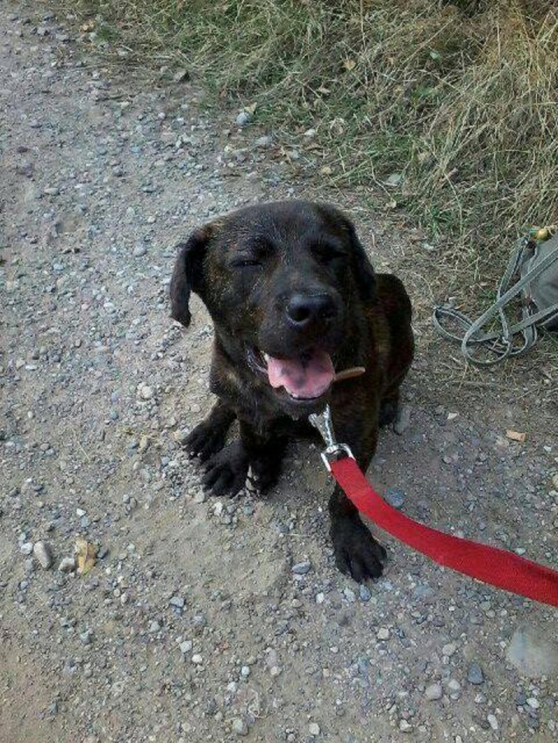 ADOTTATO! CHOCO