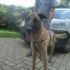 ROCCO splendido incrocio pastore tedesco salvato dalla perrera