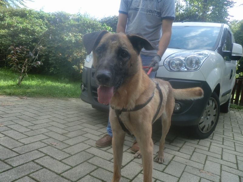 ROCCO splendido incrocio pastore tedesco salvato dalla perrera