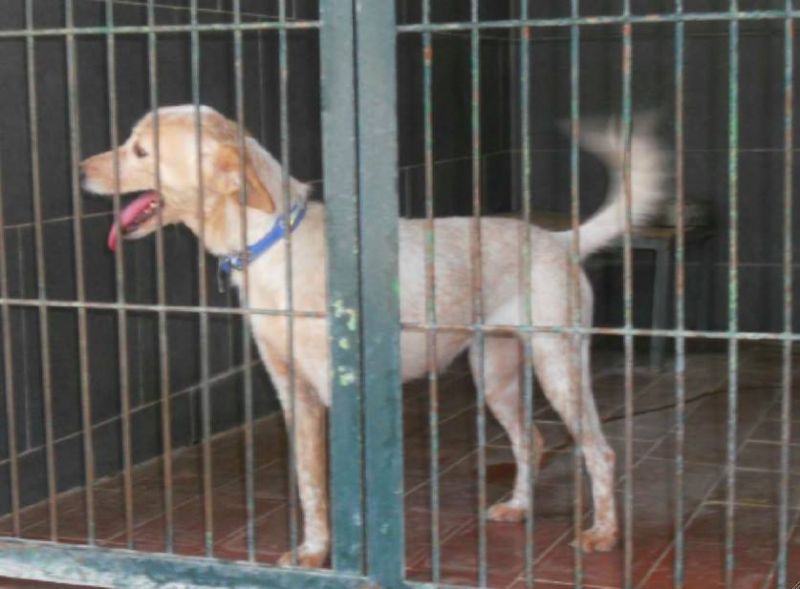 LARA, CAGNOLINA DA SALVARE DALLA MORTE IN PERRERA