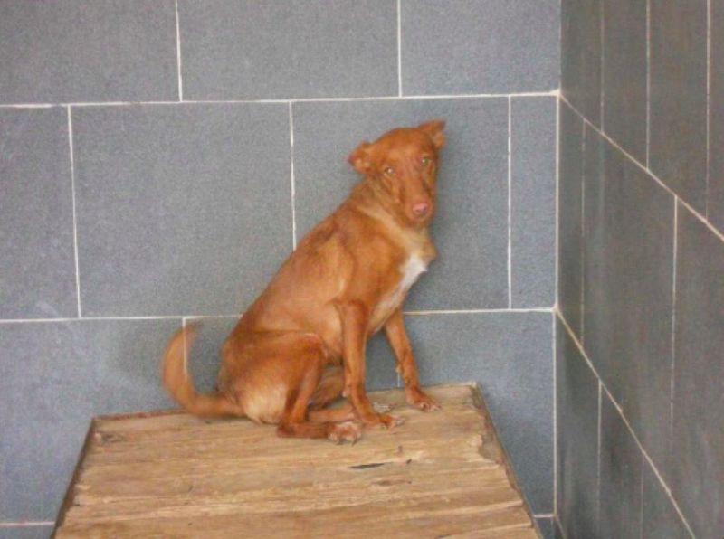 IRINA, PODENCO FEMMINA DA SALVARE DALLA PERRERA