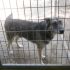 LAGUNA, MIX HUSKY DA SALVARE DALLA MORTE IN PERRERA