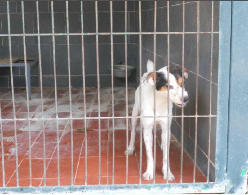 JACKIE, BODEGUERO DA SALVARE DALLA PERRERA