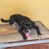 BRANDON, PICCOLO CAGNOLINO DA SALVARE DALLA PERRERA