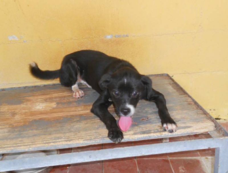 BRANDON, PICCOLO CAGNOLINO DA SALVARE DALLA PERRERA