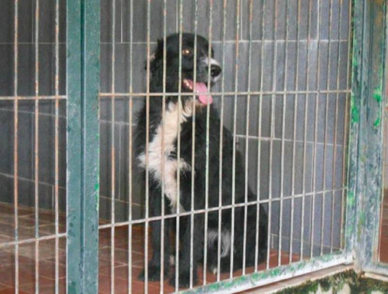 FRIEND, METICCETTO DA SALVARE DALLA MORTE IN PERRERA
