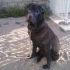 ARON sharpei 5 anni salvato dalla perrera