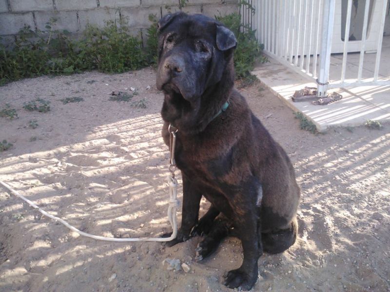 ARON sharpei 5 anni salvato dalla perrera