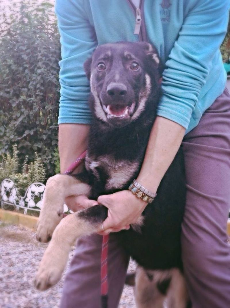 ARTU' cucciolo pastore tedesco in adozione