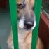 STELLA dolcissima cagnolina in adozione