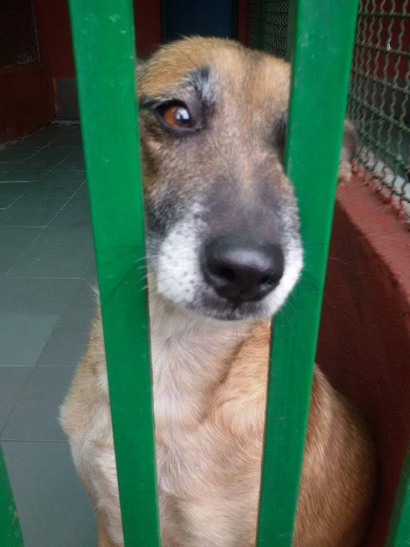 STELLA dolcissima cagnolina in adozione