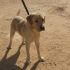 CANELO, MIX LABRADOR DA SALVARE DALLA SOPPRESSIONE IN PERRERA