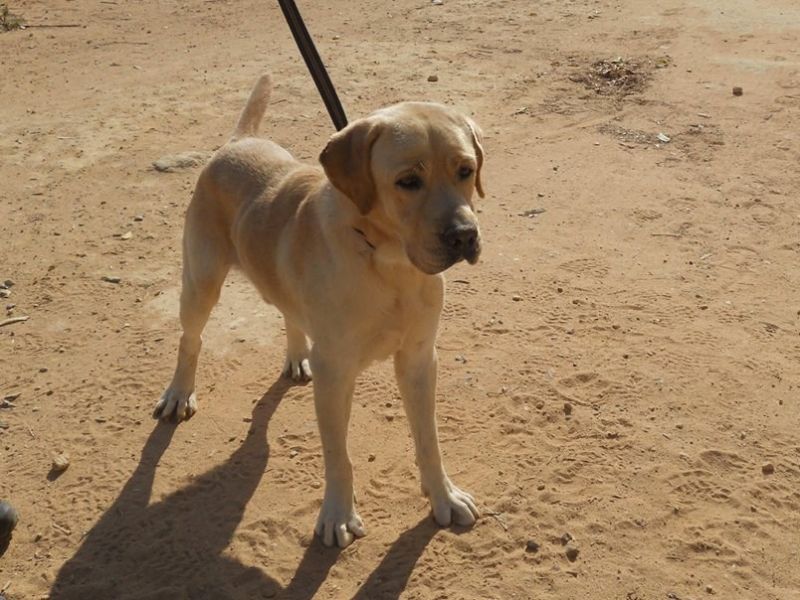 CANELO, MIX LABRADOR DA SALVARE DALLA SOPPRESSIONE IN PERRERA
