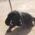 MITCH, SIMIL LABRADOR DA SALVARE DALLA SOPPRESSIONE IN PERRERA