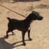 CLIO, MERAVIGLIOSA CAGNOLINA DA SALVARE DALLA PERRERA