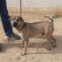 DEREK, DOLCE CAGNOLINO DA SALVARE DALLA SOPPRESSIONE IN PERRERA