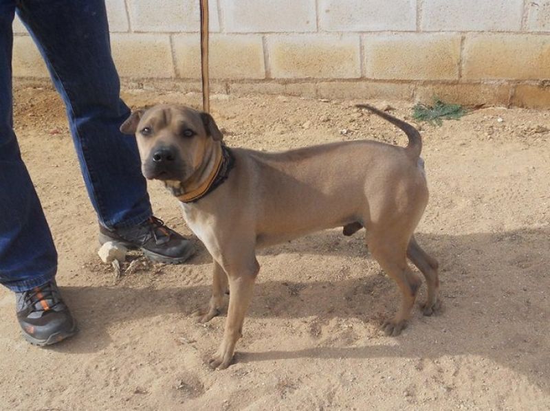 DEREK, DOLCE CAGNOLINO DA SALVARE DALLA SOPPRESSIONE IN PERRERA