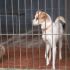 MILO, TENERO CAGNOLINO DA SALVARE DALLA SOPPRESSIONE IN PERRERA