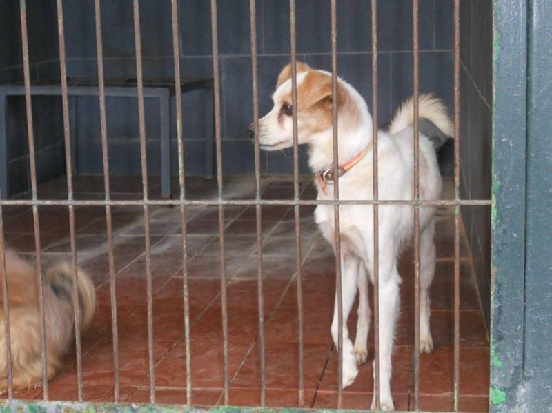 MILO, TENERO CAGNOLINO DA SALVARE DALLA SOPPRESSIONE IN PERRERA