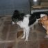 TREVOR, PICCOLO CAGNOLINO DA SALVARE DALLA PERRERA