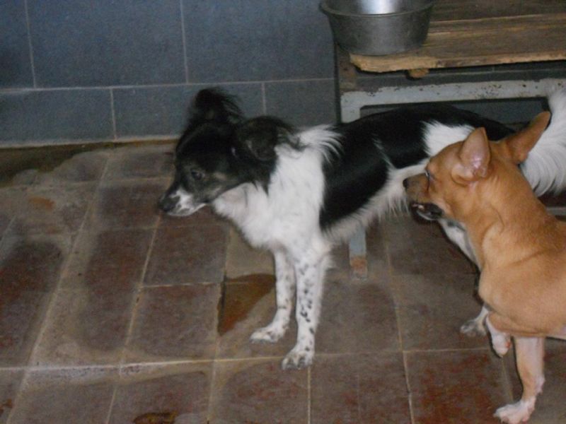 TREVOR, PICCOLO CAGNOLINO DA SALVARE DALLA PERRERA