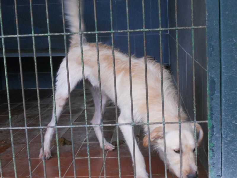 ORSON, SPINONCINO DA SALVARE DALLA SOPPRESSIONE IN PERRERA